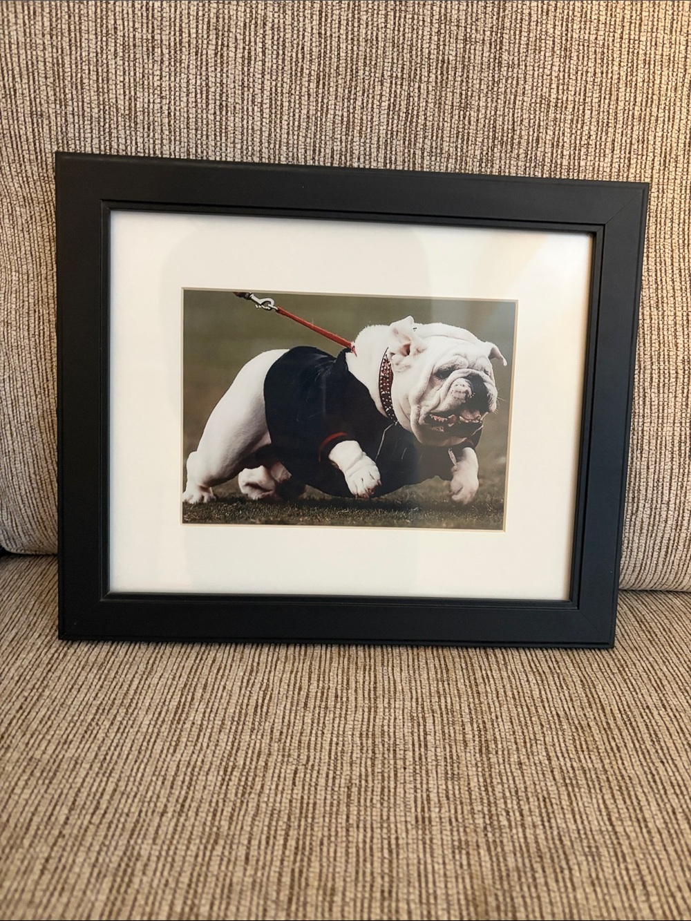 Framed bulldog picture